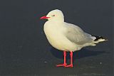 Silver Gull